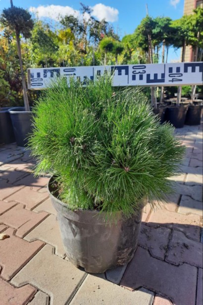 Сосна чорна Глобоза (Globosa) | Pinus nigra Globosa | Сосна чорна Глобоза (Globosa)